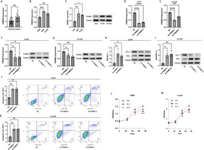 Immune regulation and prognostic prediction model establishment and validation of PSMB6 in lung adenocarcinoma